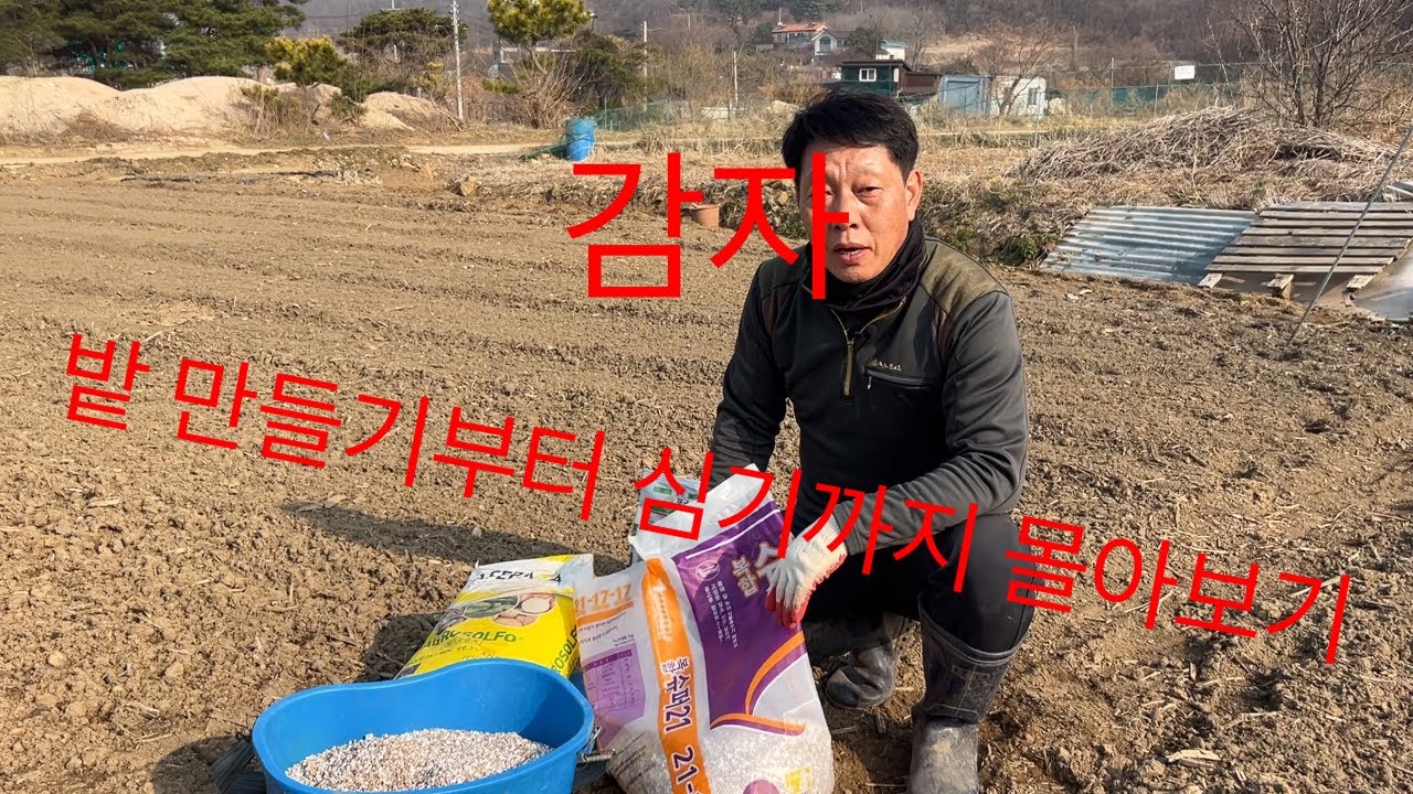 감자밭만들기부터 심기까지 몰아서 보기