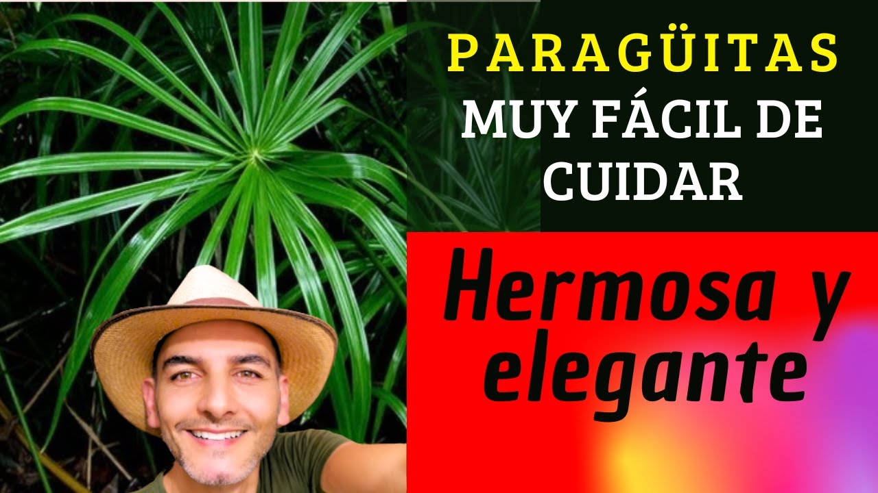 FALSO PAPIRO, HERMOSO Y FÁCIL DE CUIDAR | Planta de jardín de fácil cuidado | Planta para tu casa