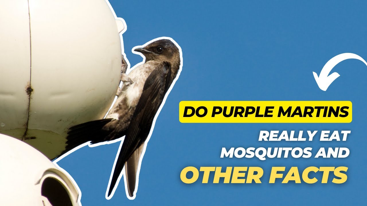 Do Purple Martins Really Eat Mosquitos and Other Facts