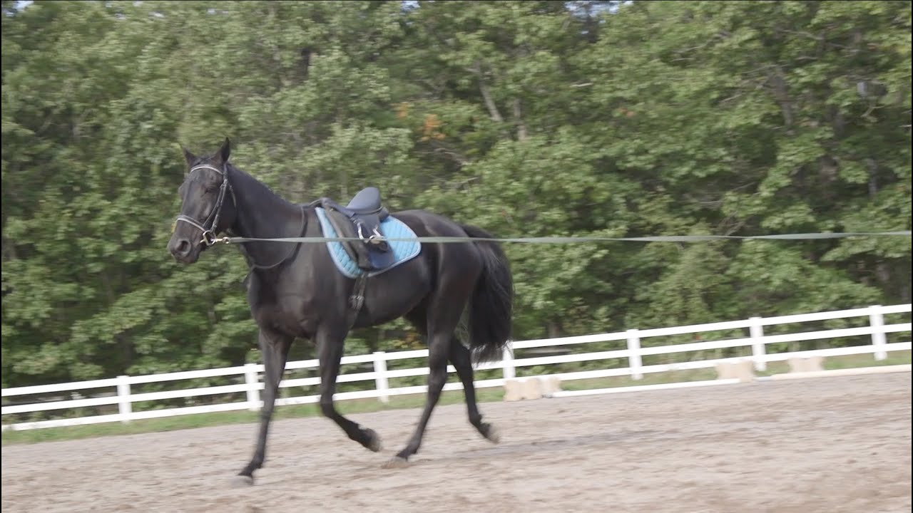 Cantering with a Standardbred Part 1 - Evaluating the Horse