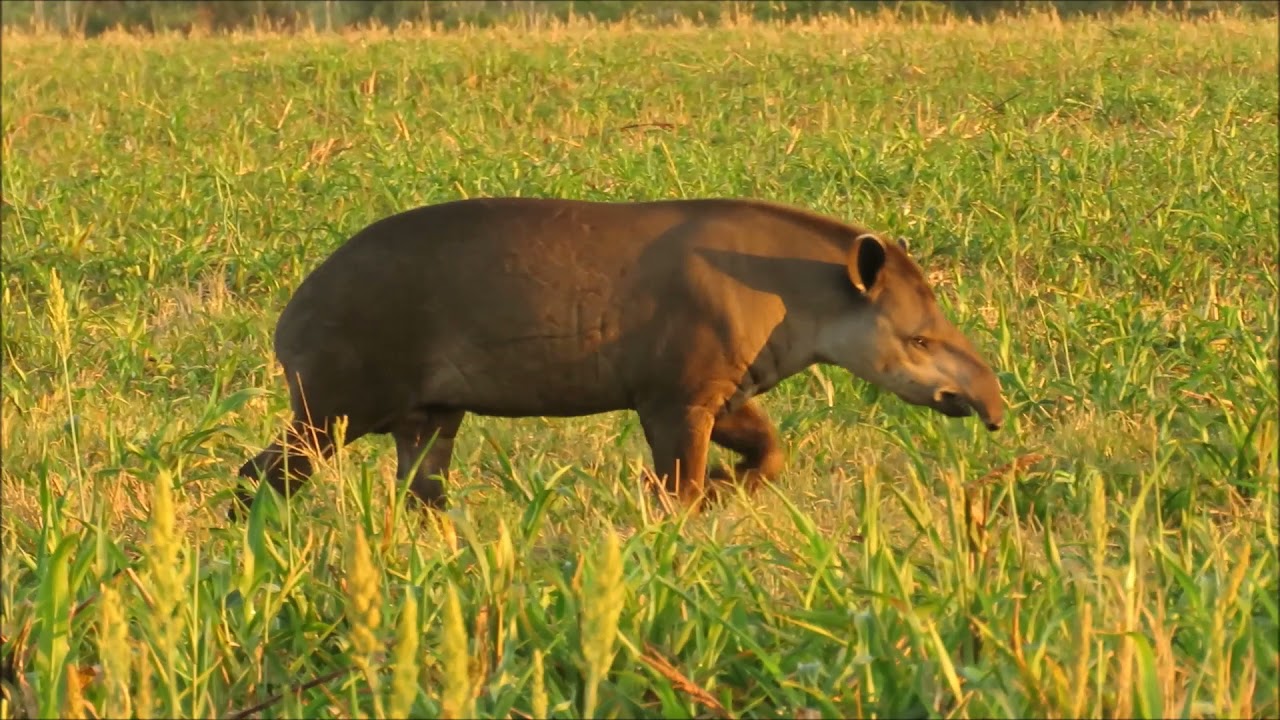 Wildlife of Emas National Park in Brazil