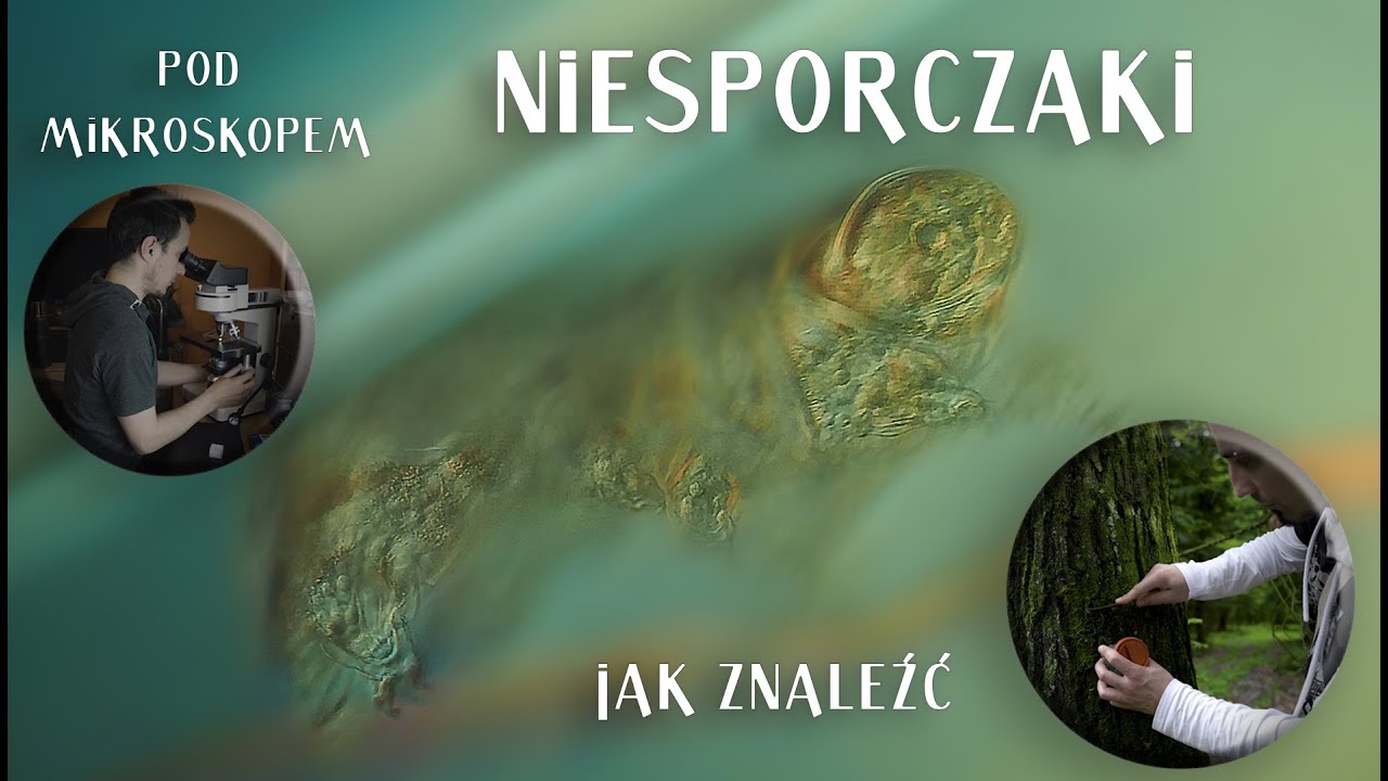 #10 Niesporczaki pod mikroskopem. Jak znaleźć i oglądać. TARDIGRADA HOW TO FIND, HOW TO OBSERWE Eng!