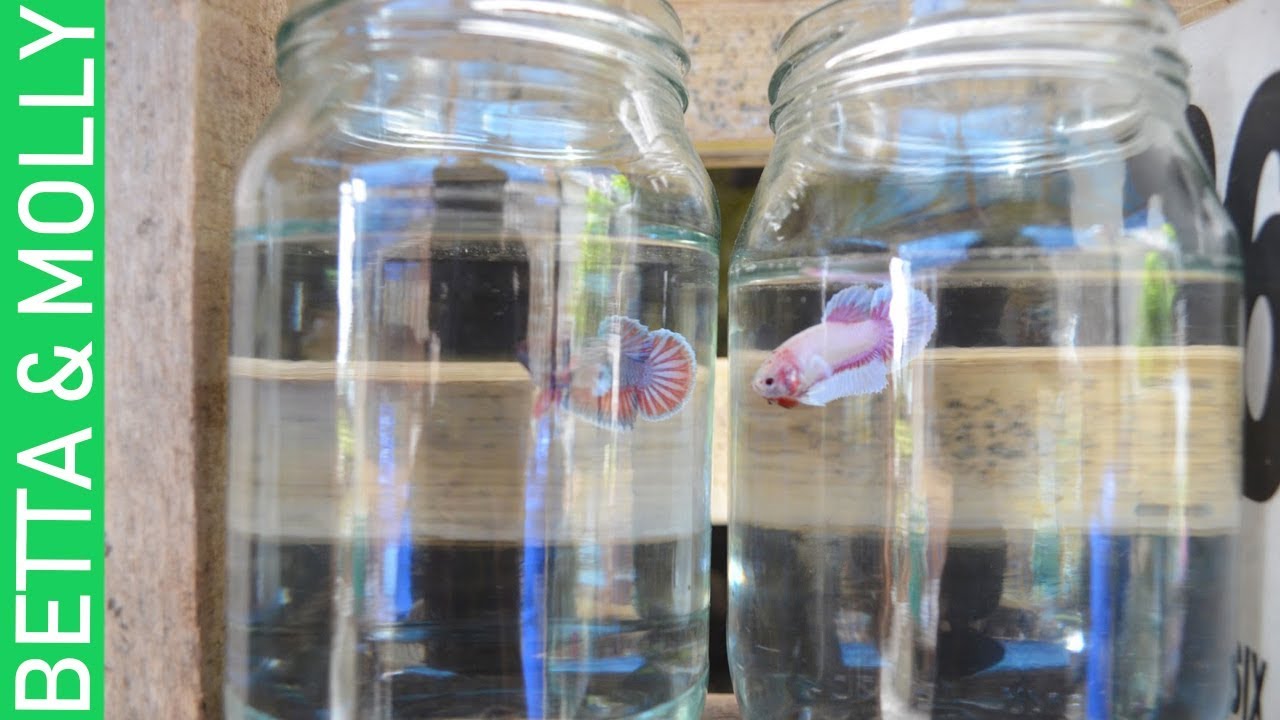 BETTA FRY & LIVEBEARER FISH  UPDATE