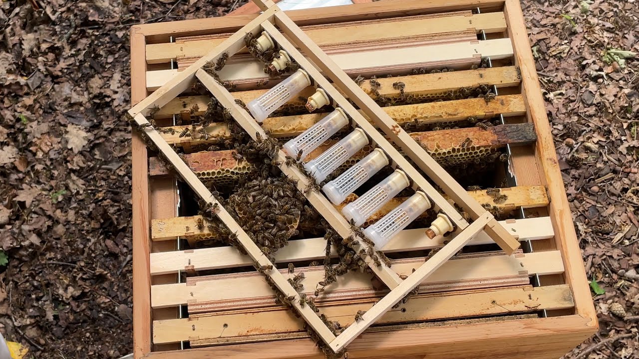 Koninginnenteelt stap voor stap – Van larve tot bevruchtingsstation in 16 dagen