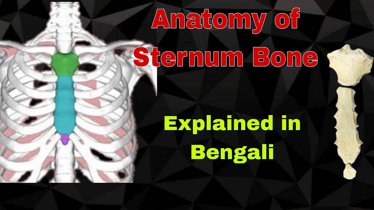 Anatomy of Sternum bone in bengali