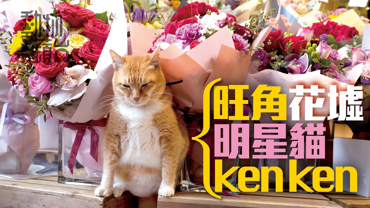 花墟店長貓唔使捉老鼠專責撩客 7旬街坊：摸足佢6年 