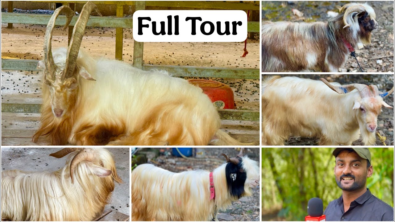 Full Farm Tour of the All New MBK Goat Farm, Panvel