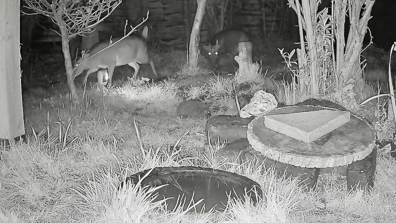 Wild Garden Diary March 11th-12th
