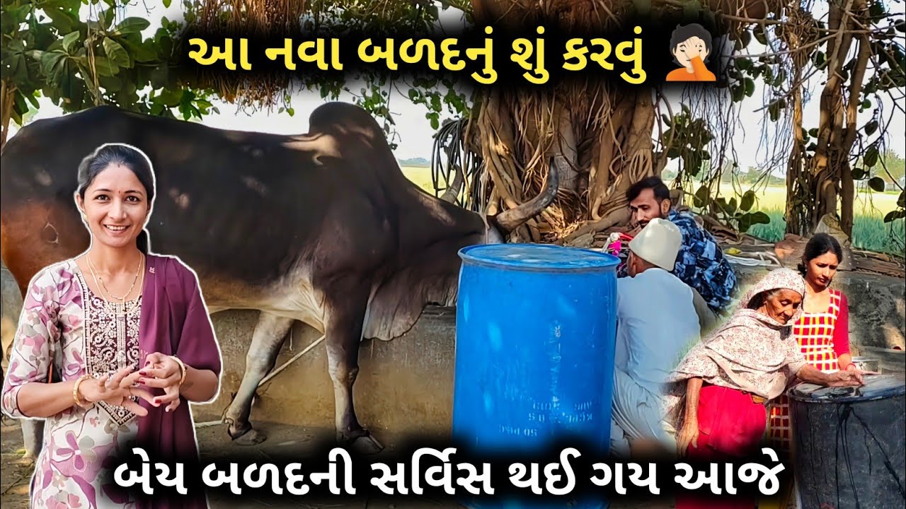 આ નવા બળદનું શું કરવું 🤦🏻 બેય બળદની સર્વિસ થઈ ગય આજે || R Gujju Vlog || 