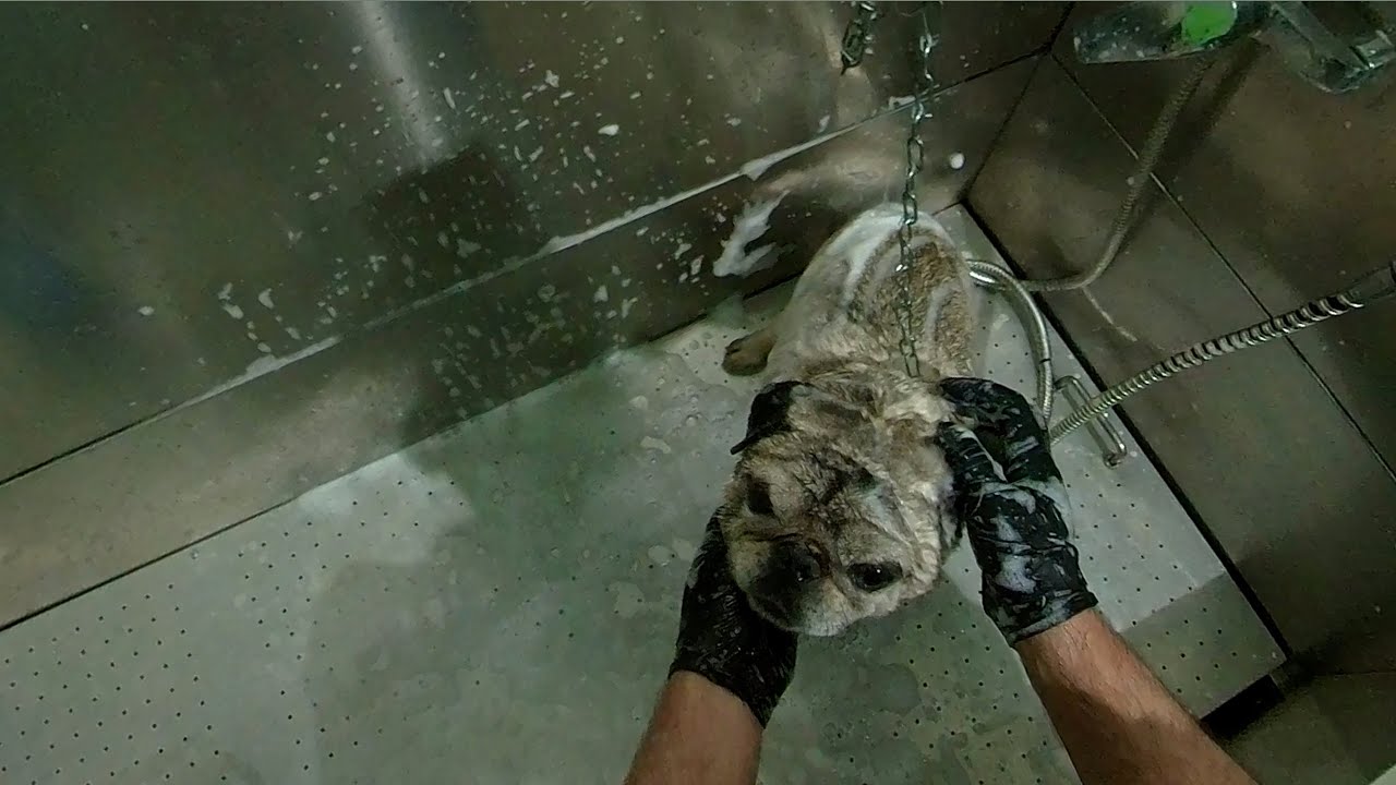 Carlino Grooming ASMR | Calming Bath & Fur Care #POV | #PETHUB #dog #asmr #grooming #love