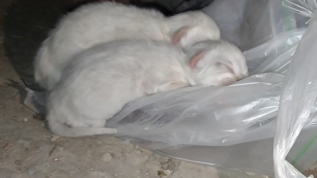Mother Cat Hiding Her Newborn Kittens For Almost Two Hours In A Dirty Place