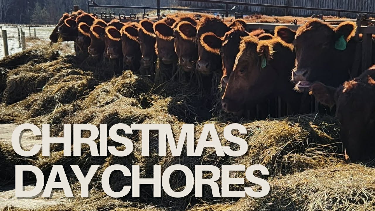 Christmas day on the farm | The horses run away during a snowstorm!