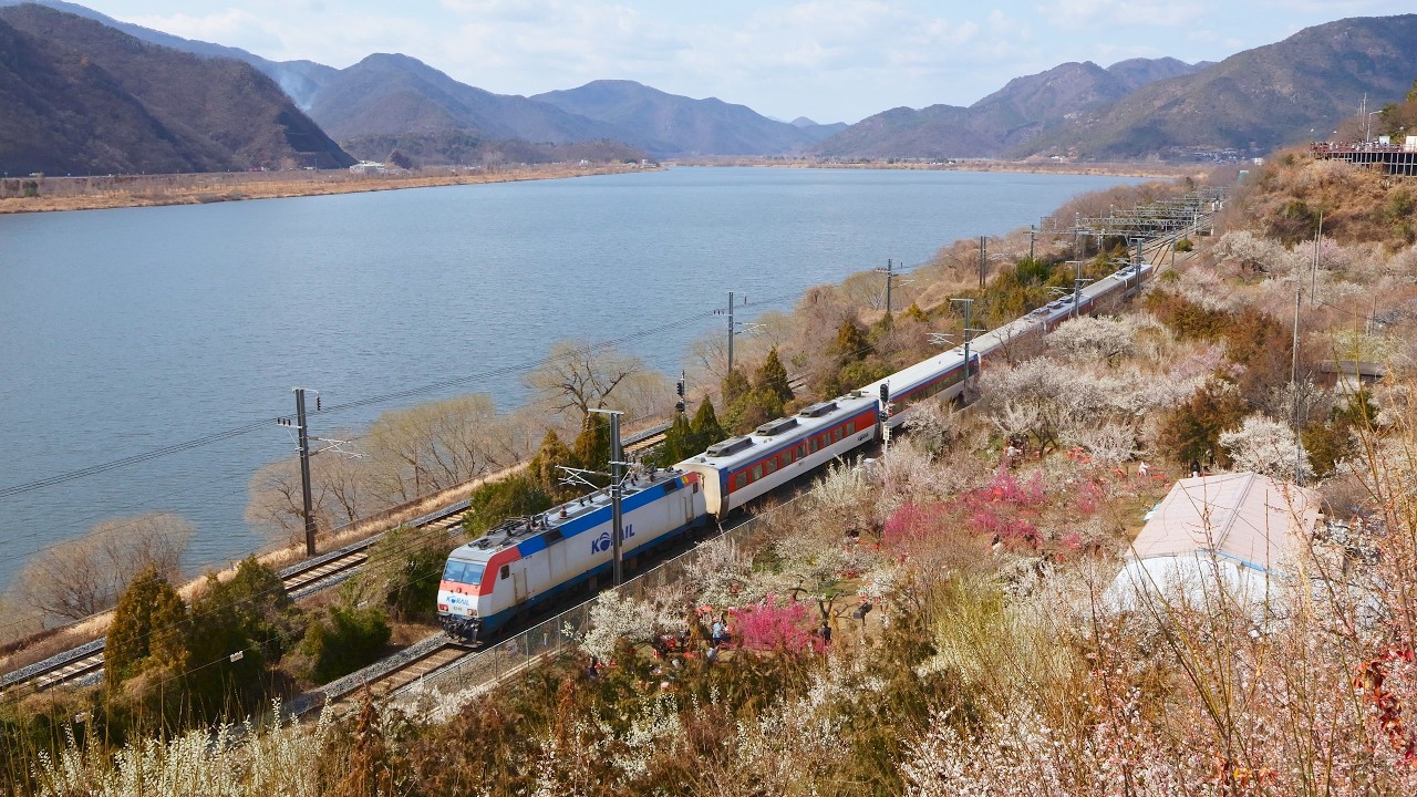 [4K] 철길 옆 매화 농원 (양산 원동 순매원 2026년 3월)