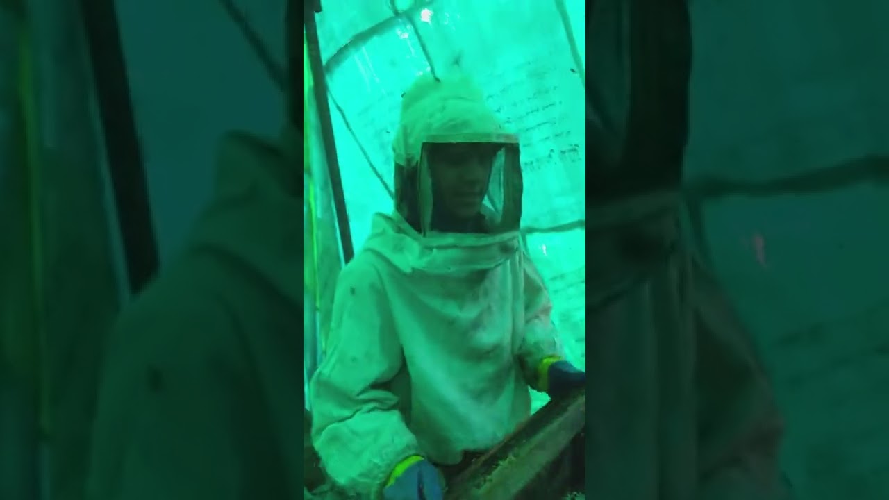 طريقه فرز عسل النحل المصري مع محمد شكشك وفريق العمل