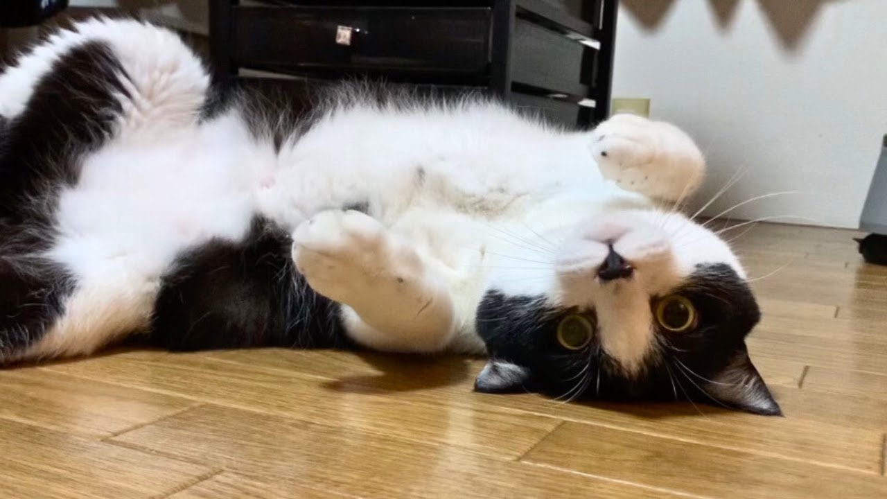 やる気が出るまでに時間がかかるタイプの猫