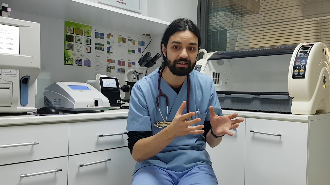 Köpekler ne zaman dışarı çıkarılmaya, gezdirilip sosyalleştirilmeye başlanabilir?