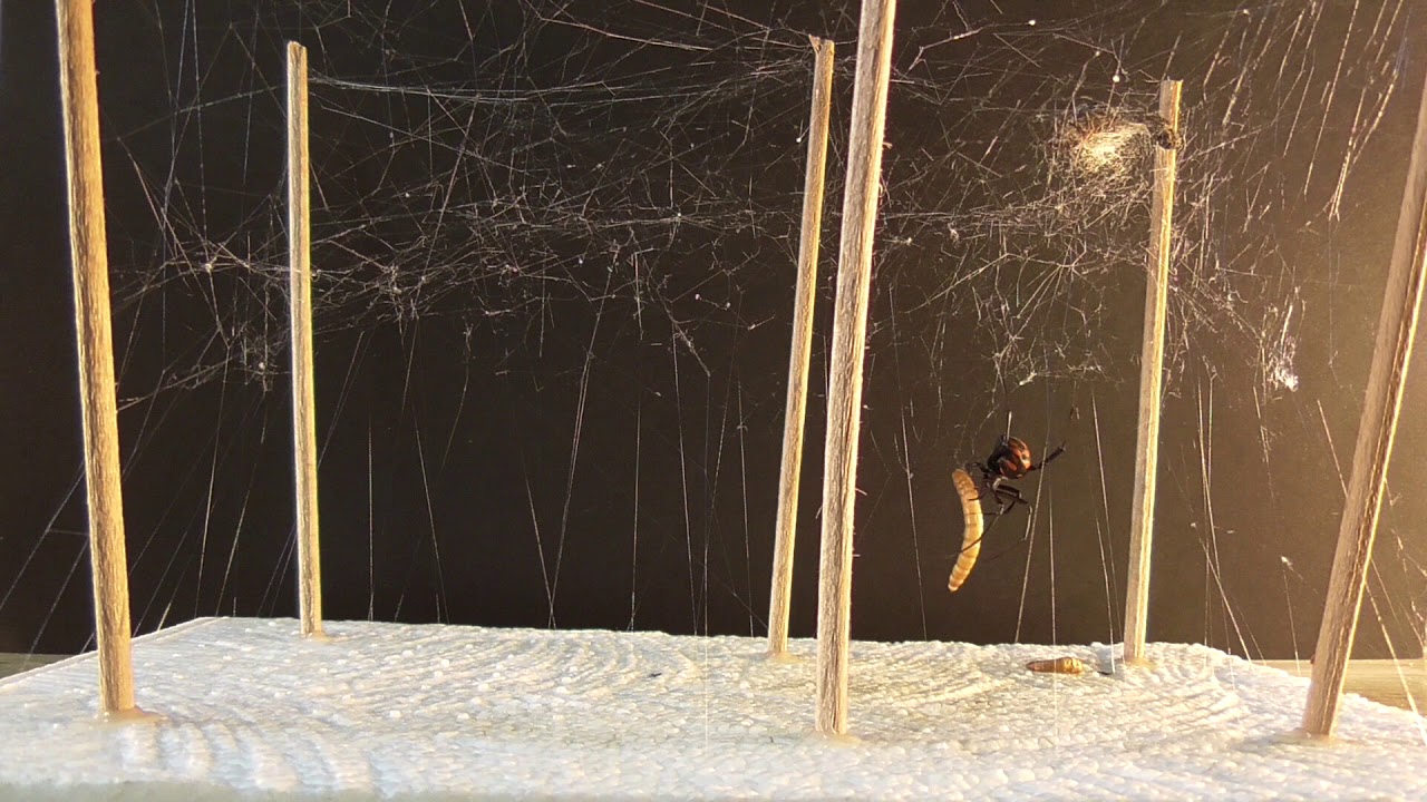 Mediterranean black widow catching a mealworm larva