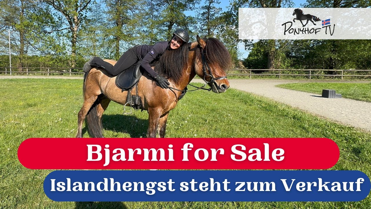 Bjarmi for Sale! Top-Islandhengst steht zum Verkauf auf dem Witthus-Hof