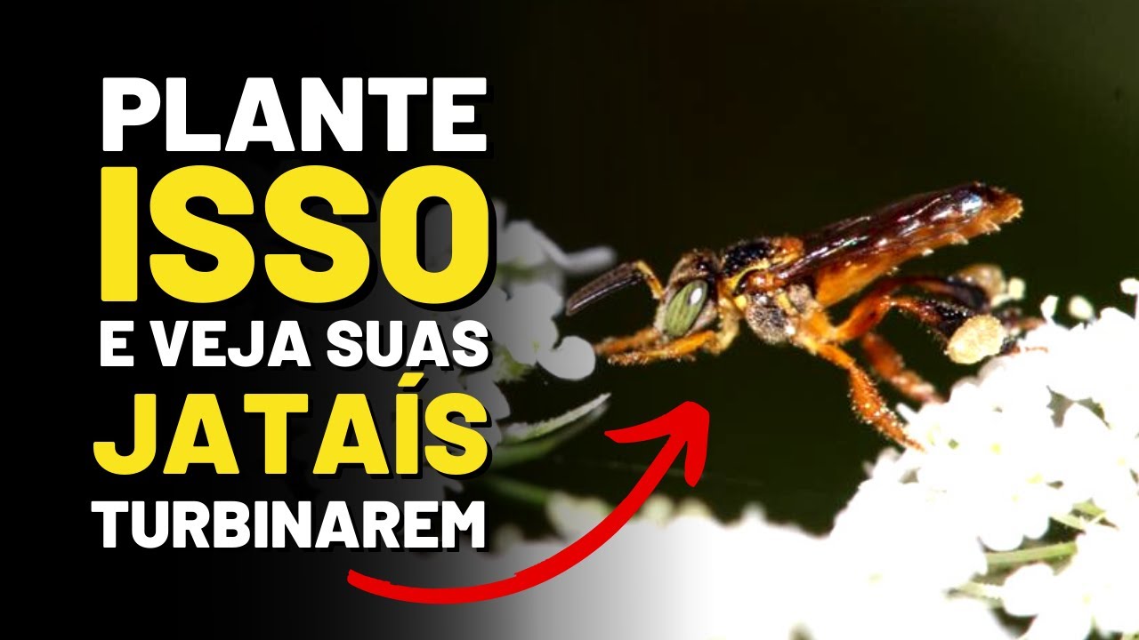 PLANTAS para TURBINAR colônia de ABELHA JATAÍ!