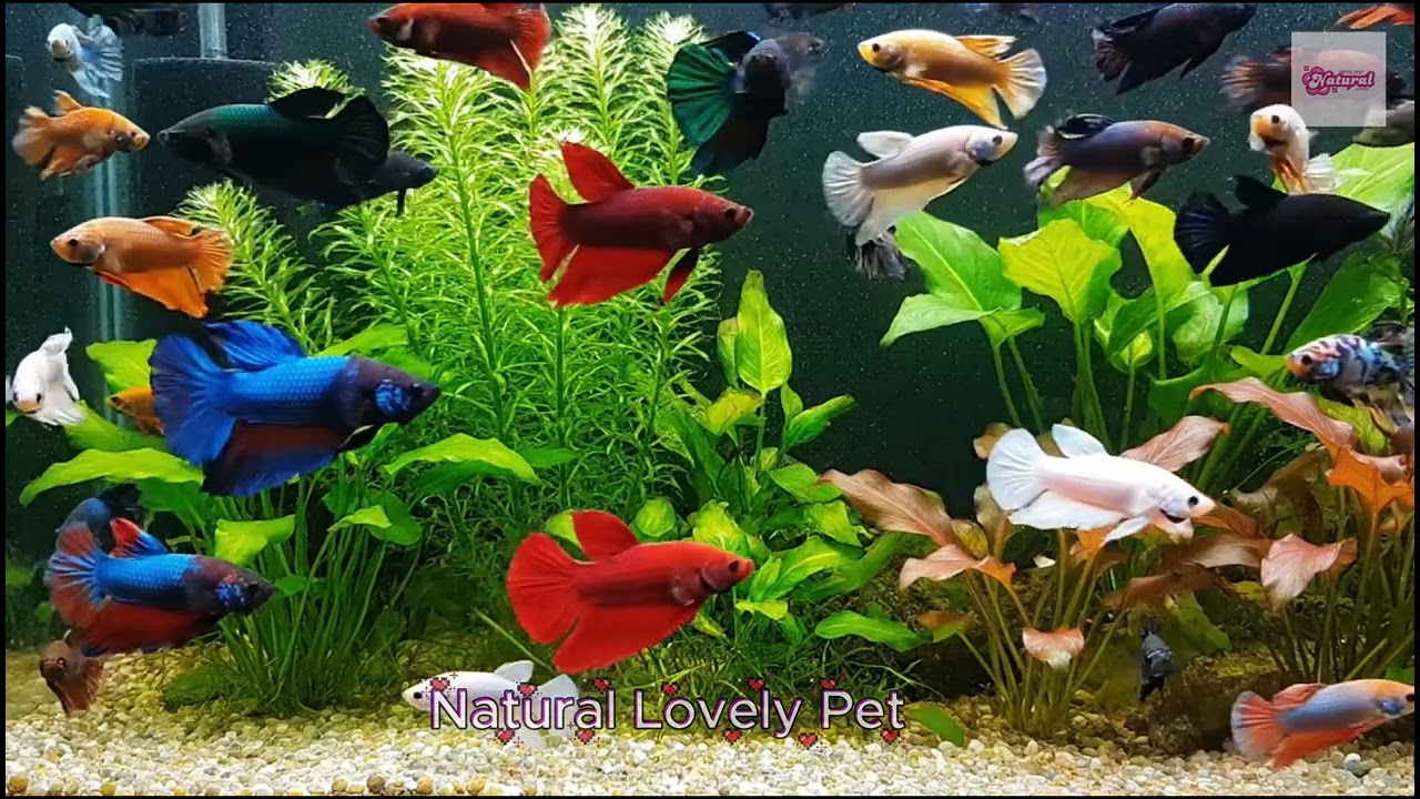 👉 Black vs White Betta Fish in 4K | Melano & White Plakat Showcase #BettaFish #MelanoBetta