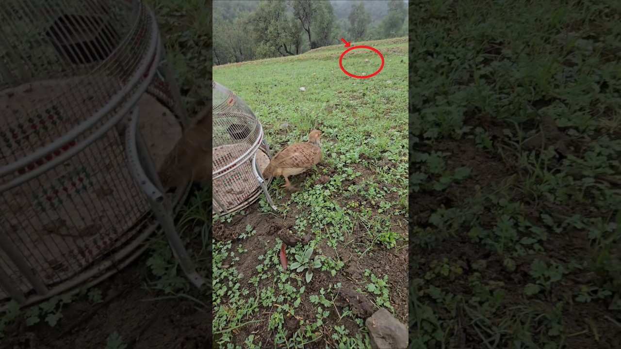 Female Partridge Calling Chicks To feed Termites | #shorts #viral #birdslover #teetar