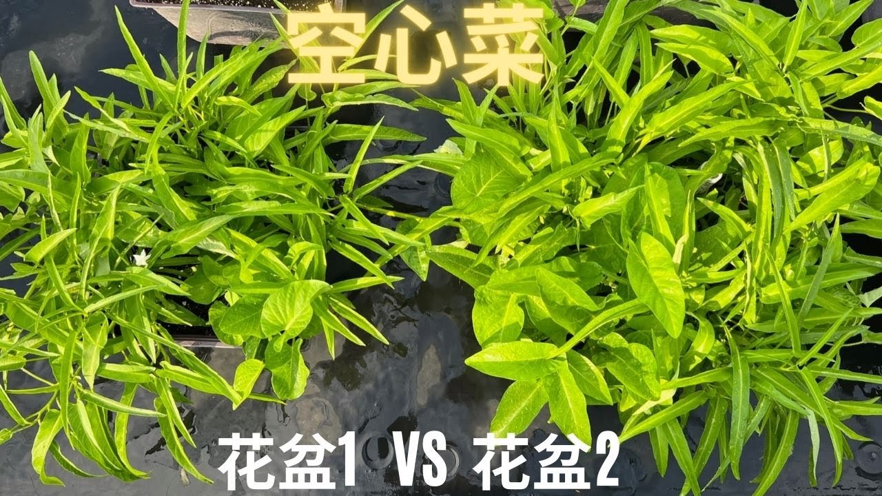 【盆栽】省水省肥省力 种出又多又嫩的空心菜｜3分钟学会 how to grow water spinach