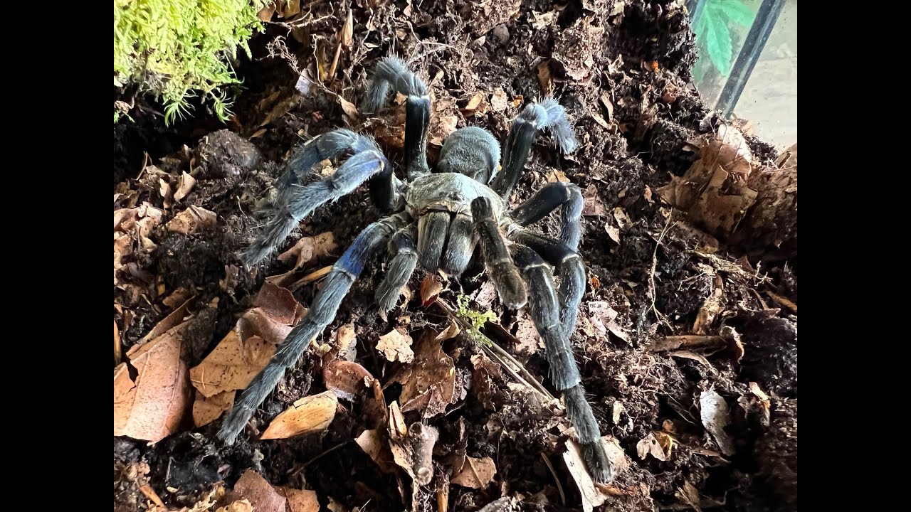 Cyriopagopus lividus, Cobalt Blue Tarantula rehouse and care