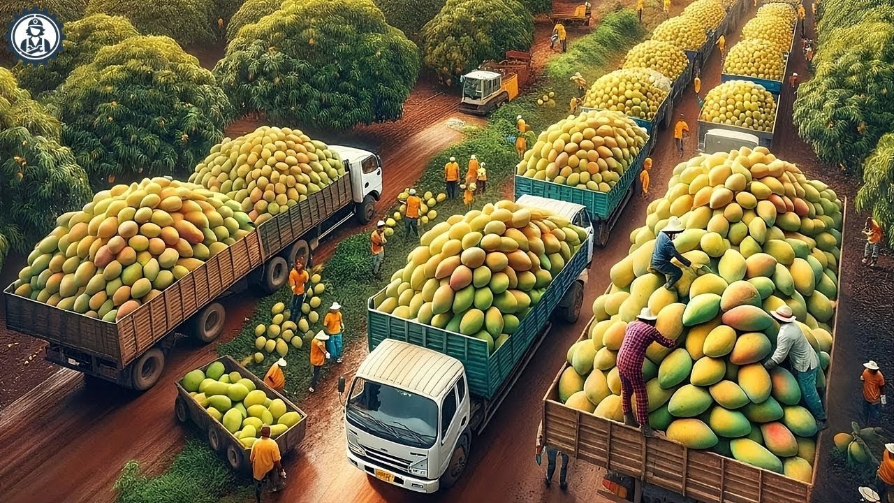 How Farmers Grow and Harvest Billions of Mangoes | Food Processing Equipment