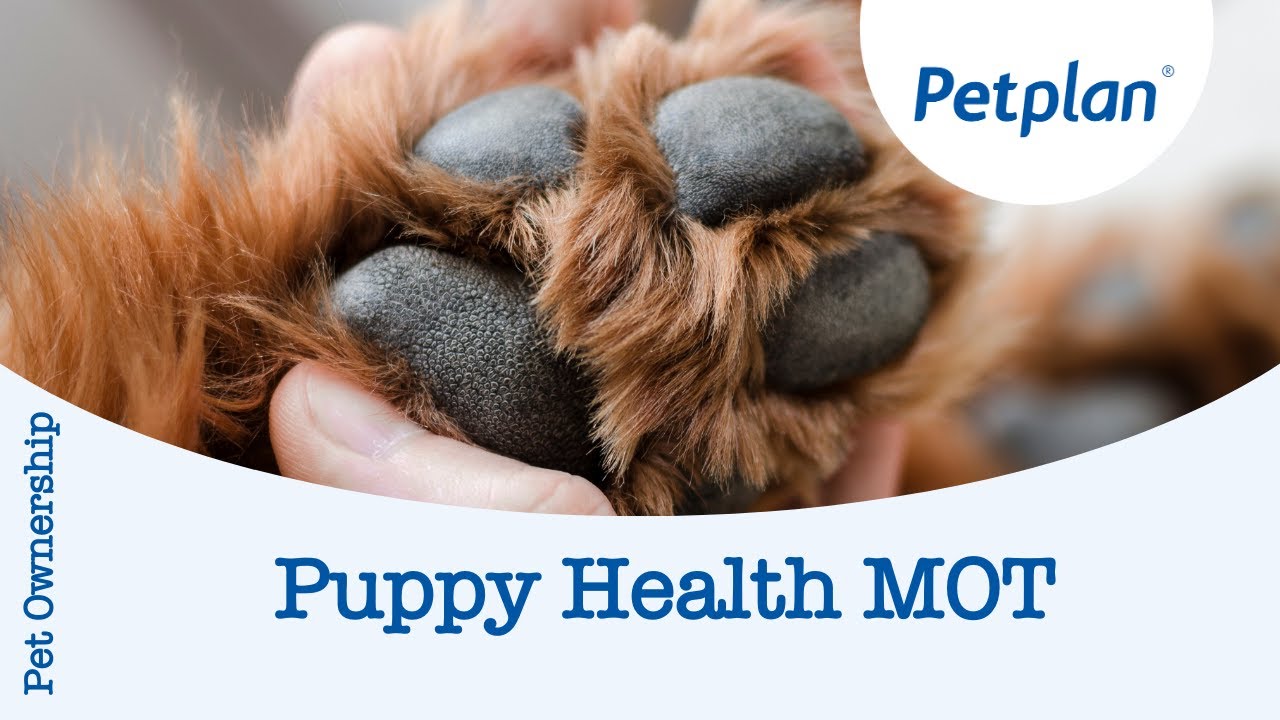 How to give your puppy a health MOT - Petplan
