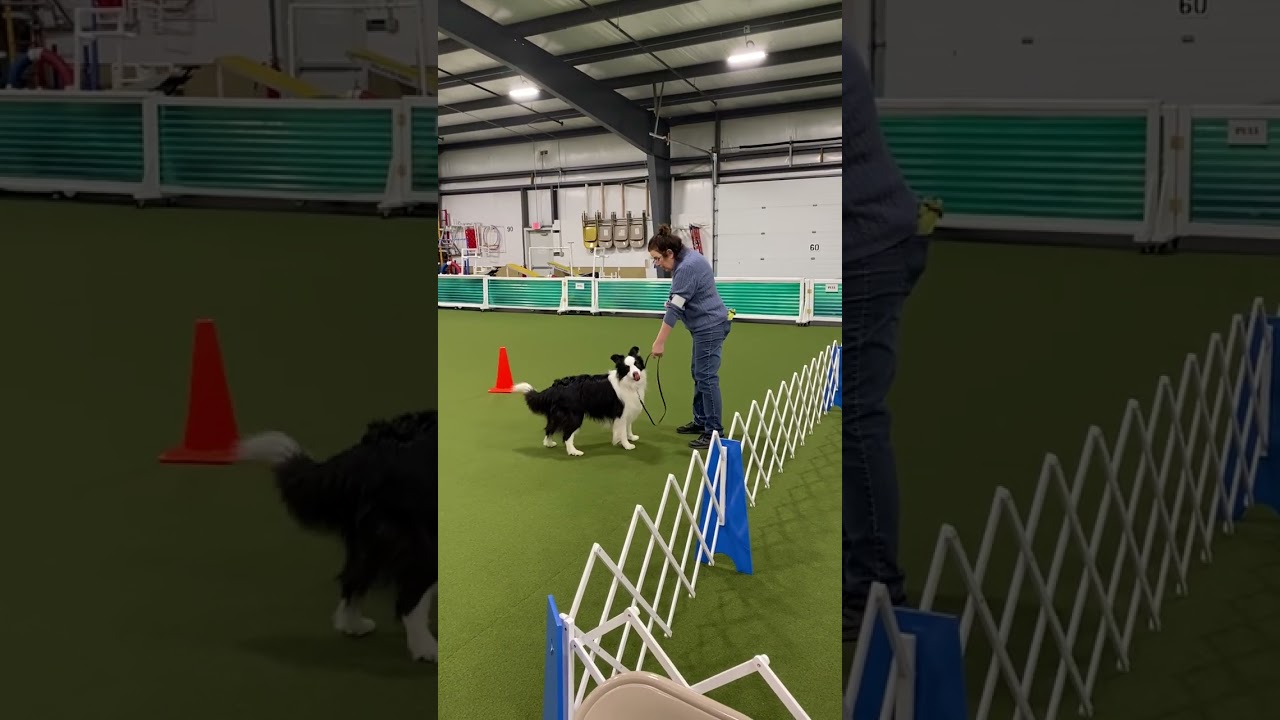 Rudy Novice Heeling Queen City Dot Training Club 2/22/26