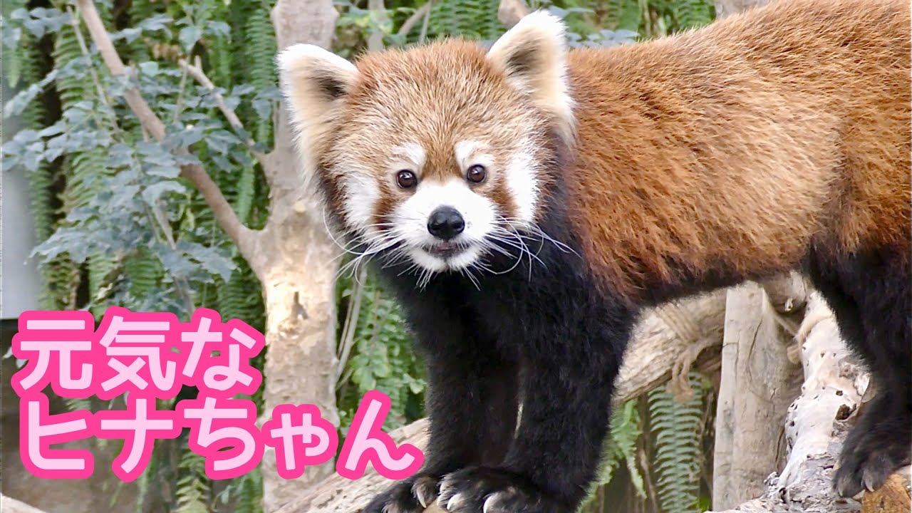 レッサーパンダ　ヒナちゃん　あちこち歩き回って何かお探しですか？【神戸どうぶつ王国】Red panda Hina-chan Kobe Animal Kingdom 