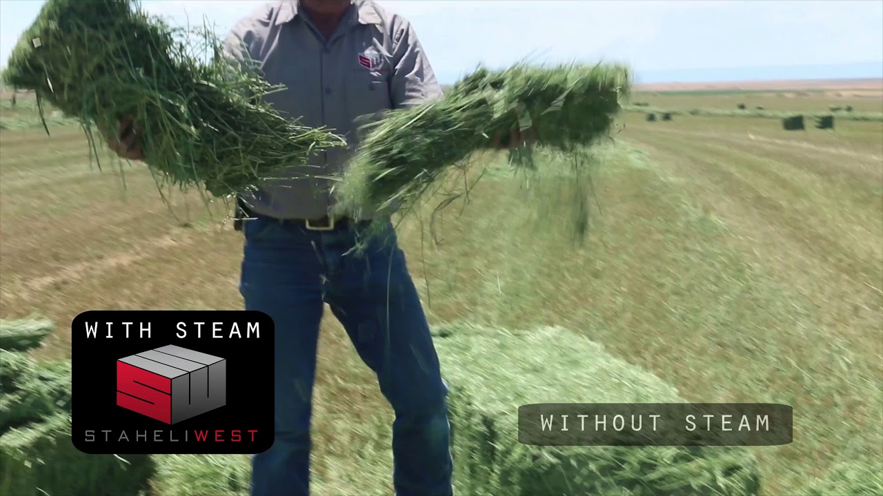 Steamed Hay VS Non-Steamed Hay
