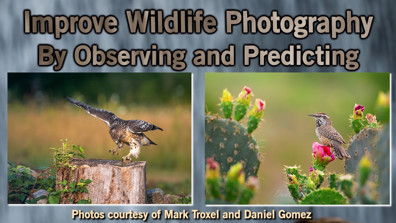 Improve Your Photography by Predicting the Behavior of Your Subject