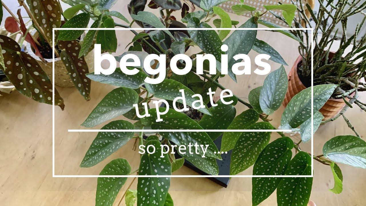 Plant Tour Begonias