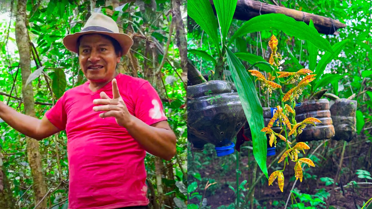 RESCATANDO ORQUÍDEAS QUE SE CAEN DE LOS ÁRBOLES. | Orquídeas Juanito | El curioso.