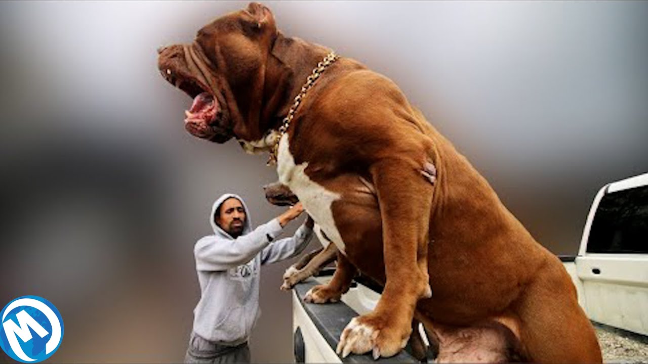 Los Perros Más Grandes Filmados Por Cámaras