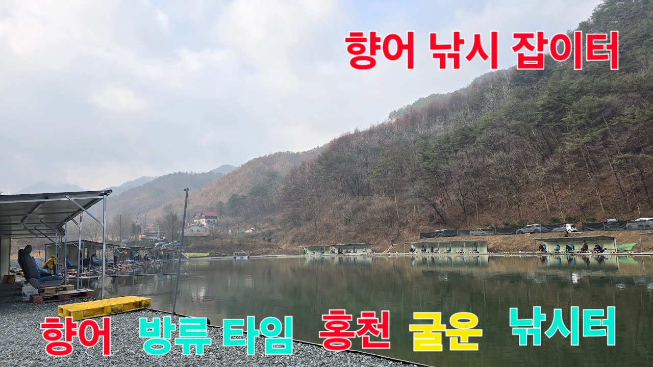 향어 낚시 잡이터 방류 타임 홍천 굴운 낚시터