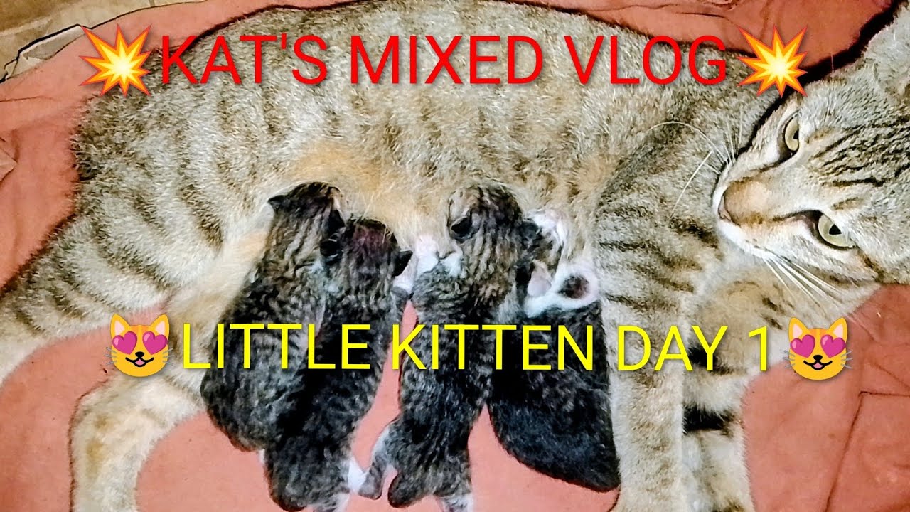 FEB.23,2026 LITTLE KITTEN DAY 1. /KAT'S MIXED VLOG 