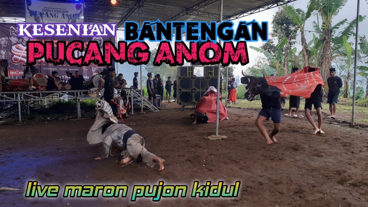 Live bantengan pucang anom live maron pujon kidul