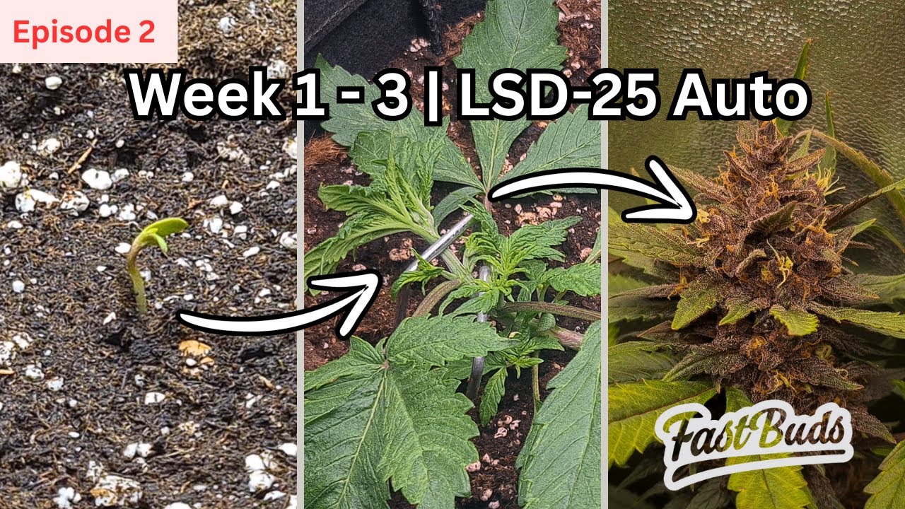 EP. 2 Early Growth, LST, and Feeding | LSD-25 Autoflower Grow by FastBuds