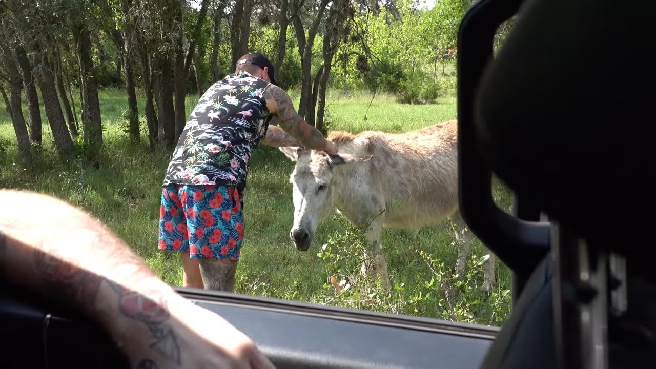 Mat Best SEDUCES ancient donkey (GONE WILD)(CRAZY)