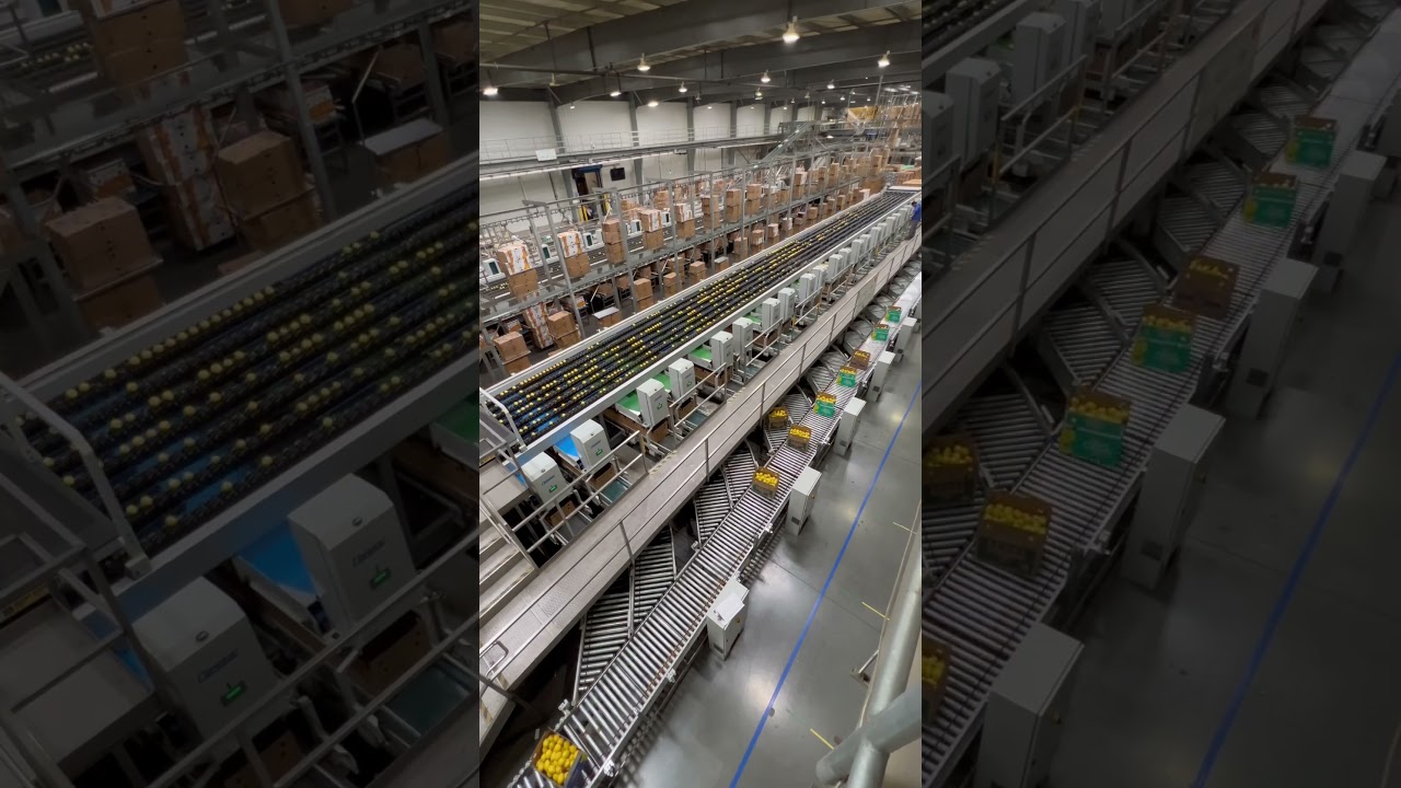 Lemon 🍋 packing house @tomra #agriculturetechnology