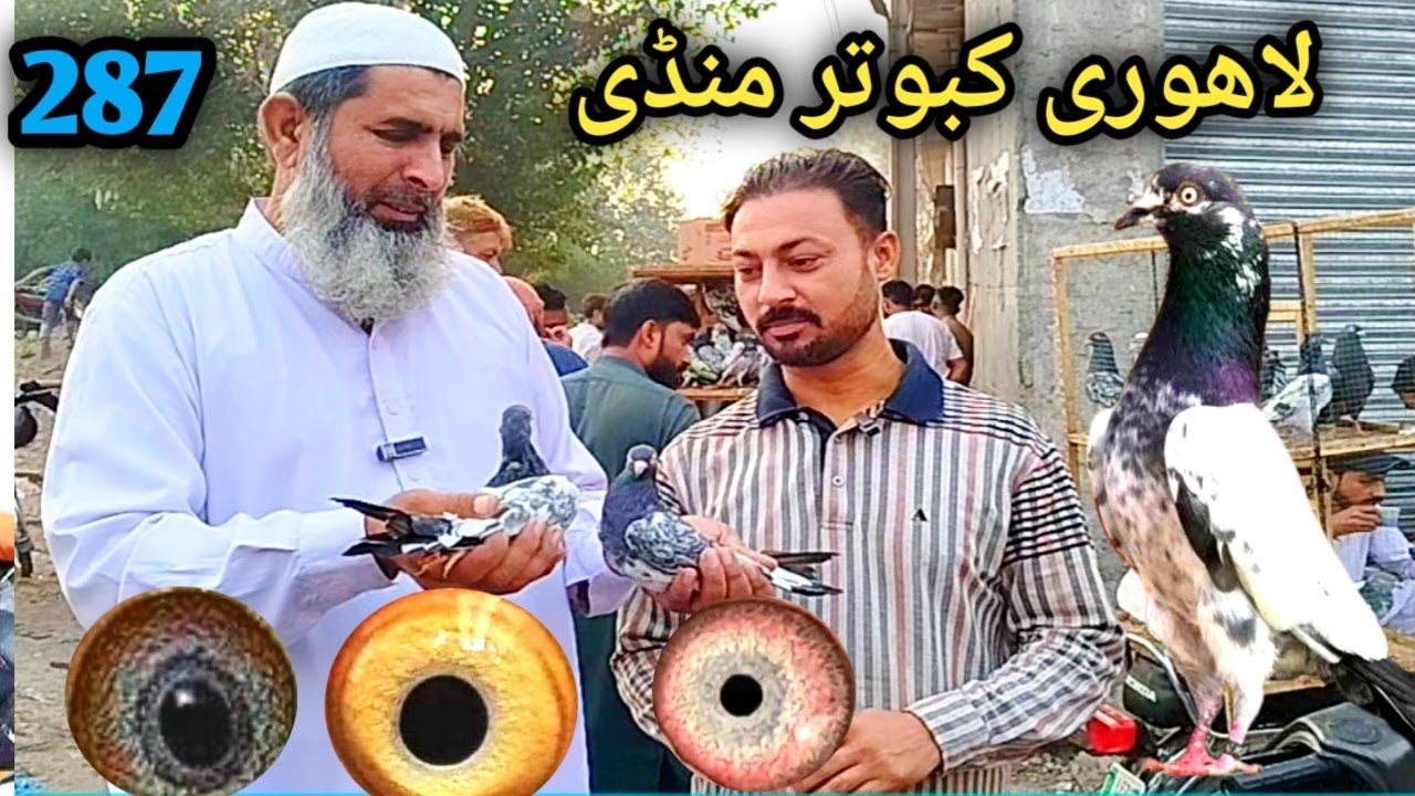 287) Lahore lari ada kabootar mandi || lahore bairds market || کبوتر منڈی