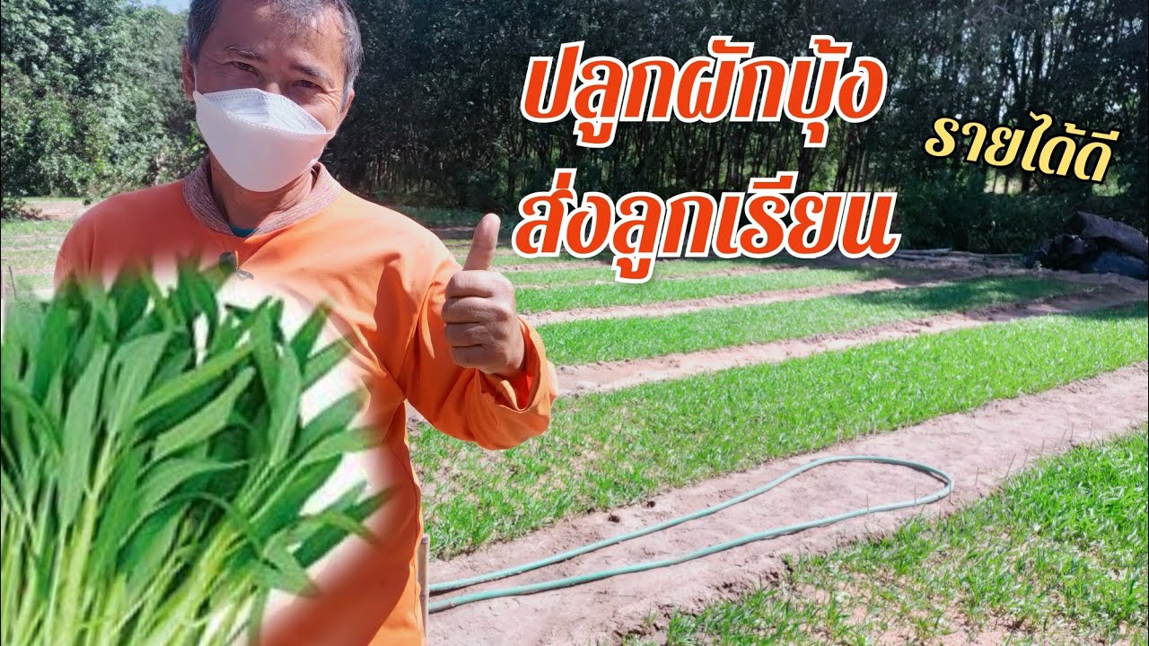 ปลูกผักบุ้งทั้งปี ส่งลูกเรียนจบปริญญาตรี มีรายได้ทุกวัน ปลูกง่ายๆ ราคาดี ปลูก1กิโล ได้เงิน1พันบาท