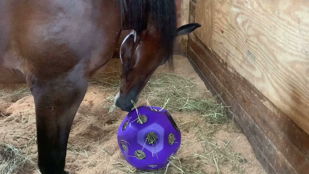Equi-Essentials Slow Feed Hay Ball Toy Feeder