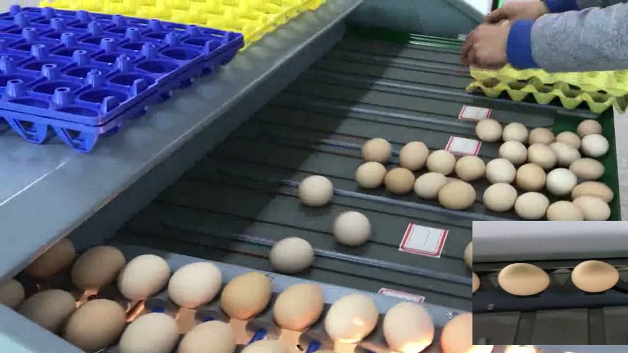 TD-101A egg grading machine