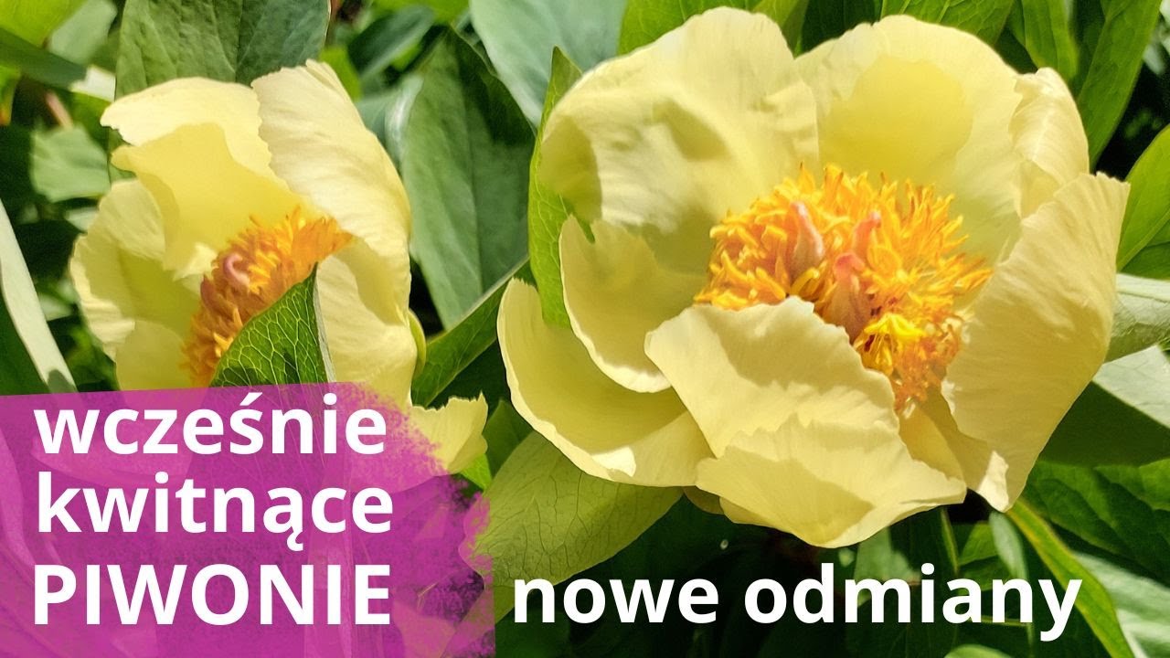 PIWONIE  w moim ogrodzie - wymagania, nowości kwitnące w maju