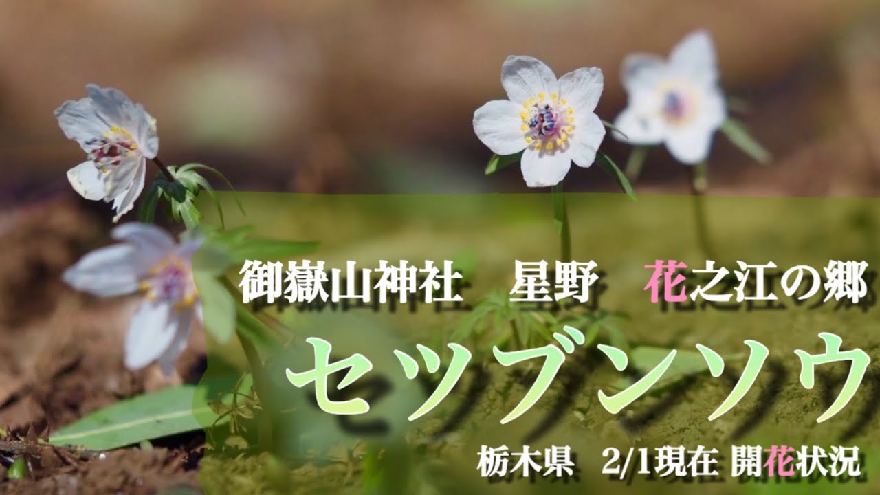 【セツブンソウ自生地】 2/1開花状況報告/栃木県　花活に行きませんか