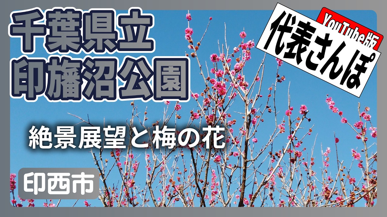 【代表さんぽ】初めての千葉県立印旛沼公園へと！園内梅園の梅の花が咲き始めていました！もうすぐ春がやってきますね！