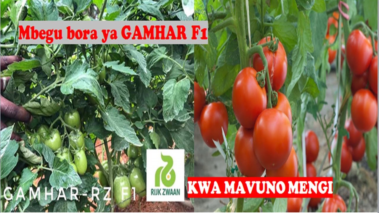KILIMO CHA NYANYA 2022;Tumia mbegu bora  YA Gamhar Rz F1(GAMA F1) kutoka Rijk Zwaan Tanzania